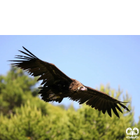 گونه کرکس سیاه Eurasian Black Vulture